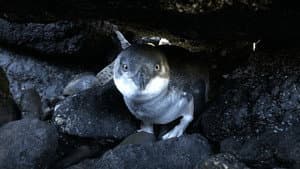 Kororā: Little Blue Penguin — foto 2