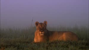 Swamp Lions — foto 2