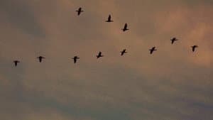 Fardosa — foto 4