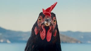 Κότα — foto 8