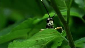 Beetle Queen Conquers Tokyo — foto 4