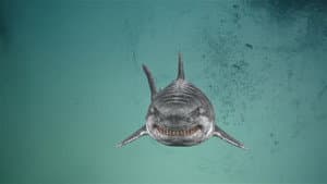 Jurassic Shark 2: Aquapocalypse — foto 1