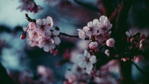 Cherry Blossoms — foto 1