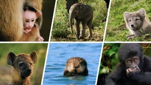 Animal Babies: First Year On Earth — foto 3