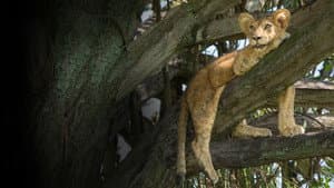 Tree Climbing Lions — foto 4