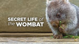 La vida secreta de los wombat — foto 3