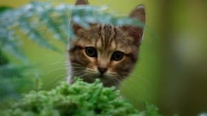 Mon chat et moi, la grande aventure de Rroû — foto 2
