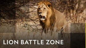 Lion Battle Zone — foto 1