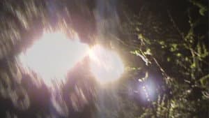 light blossom — foto 5