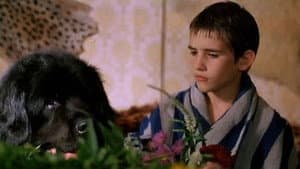 Der Junge mit dem großen schwarzen Hund — foto 1