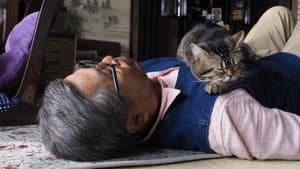 ねことじいちゃん — foto 1