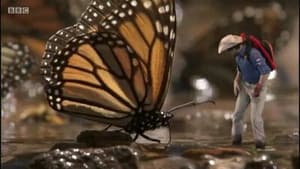 Mariposas Monarca