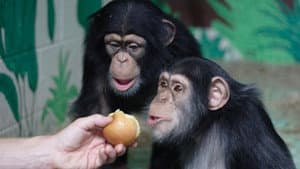Human Ape — foto 1