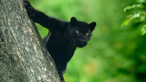 The Real Black Panther — foto 6