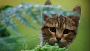 Mon chat et moi, la grande aventure de Rroû — foto 4
