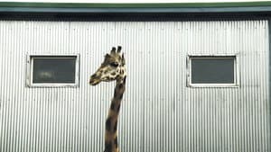 Bestiaire — foto 1