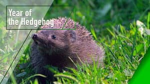 Year of the Hedgehog — foto 1