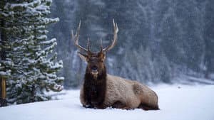 Great Yellowstone Thaw — foto 1