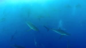 Shark Land: Welcome to Cocos Island — foto 4