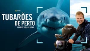 Tiburones De Cerca Con Bertie Gregory — foto 11