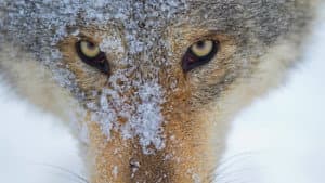 Wolf — foto 4