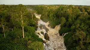 Il était une forêt — foto 1