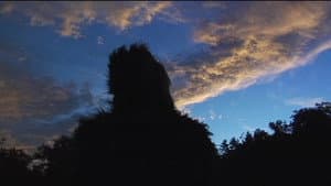 The Bigfoot Diaries — foto 1