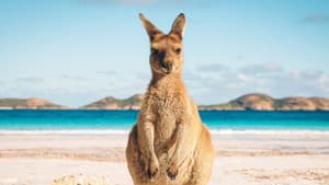 Bondi Vet — foto 4