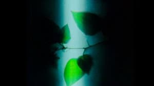 Herbaria — foto 8