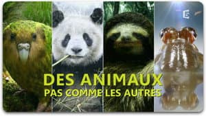 Des animaux pas comme les autres — foto 1