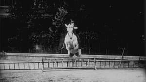 Cheval sauteur — foto 1