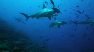 The Wild Pacific — foto 1
