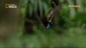 Dino Bird — foto 2