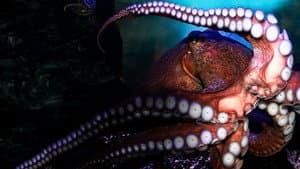 Deep Sea Killers — foto 4