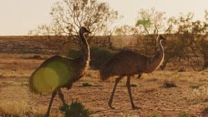 Australia: The Wild Continent — foto 3