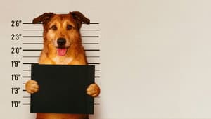 El juicio del perro — foto 10