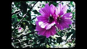 Flores — foto 1