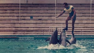¿Qué le pasó al rey de los delfines? — foto 3