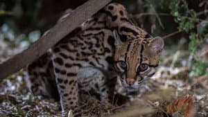 American Ocelot — foto 1