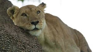 Lion: The Rise and Fall of the Marsh Pride — foto 1