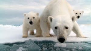 Snow Bears — foto 1