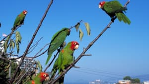 The Wild Parrots of Telegraph Hill — foto 3