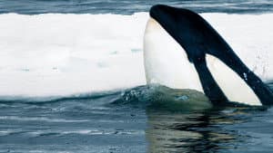 Expedition Killer Whale — foto 2