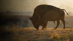 La grande prairie, le pacte du bison — foto 1