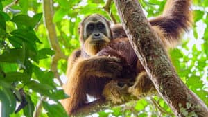 La vida secreta de los orangutanes — foto 2