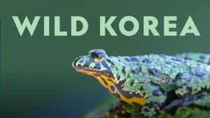 Wild Korea — foto 3