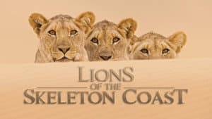 Lions of the Skeleton Coast — foto 1