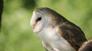 Owl's Odyssey — foto 1