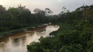 Silent Forests — foto 9