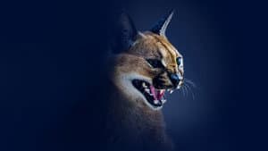 Shadow Cats — foto 1